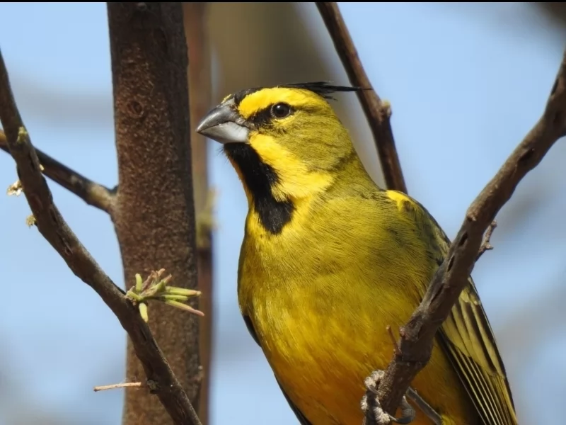 Yellow Cardinal