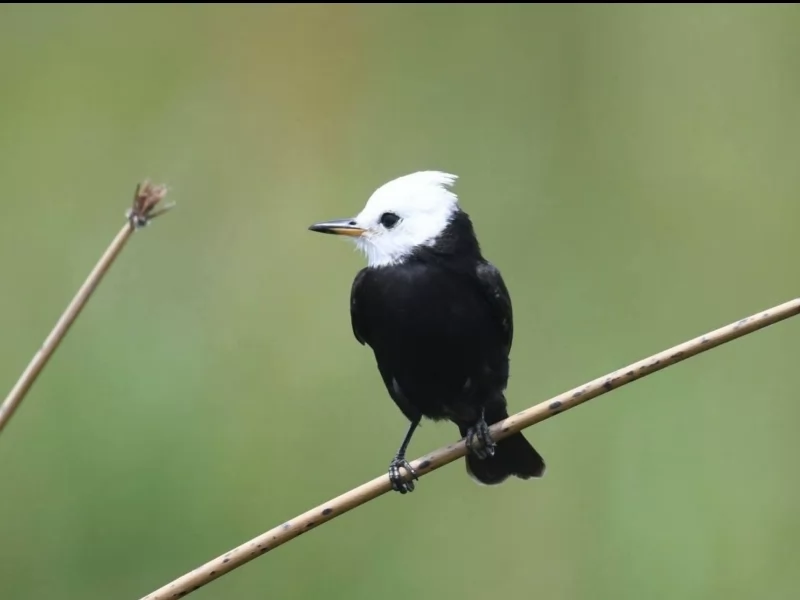 White-headed Marsh Tyrant