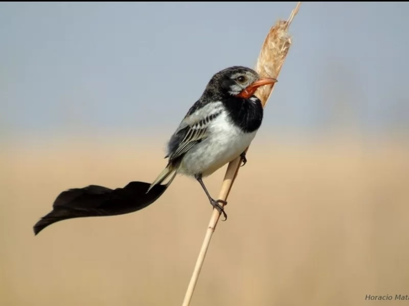 Strange-tailed Tyrant