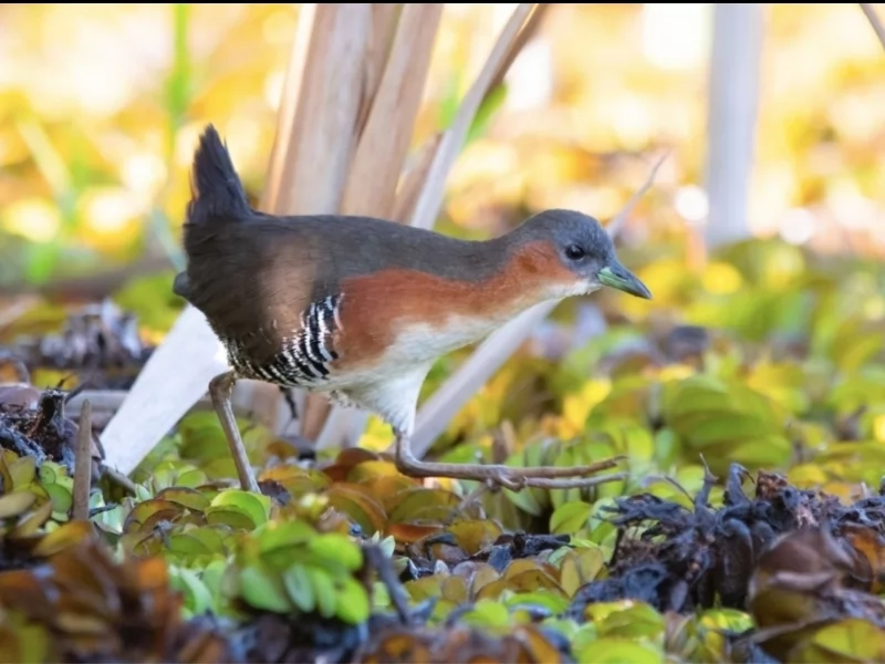 Rufous-sided Crake