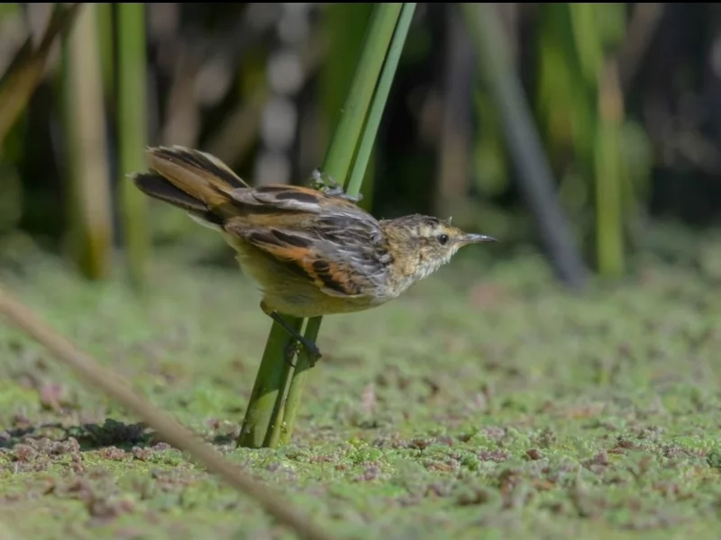 Wren-like Rushbird