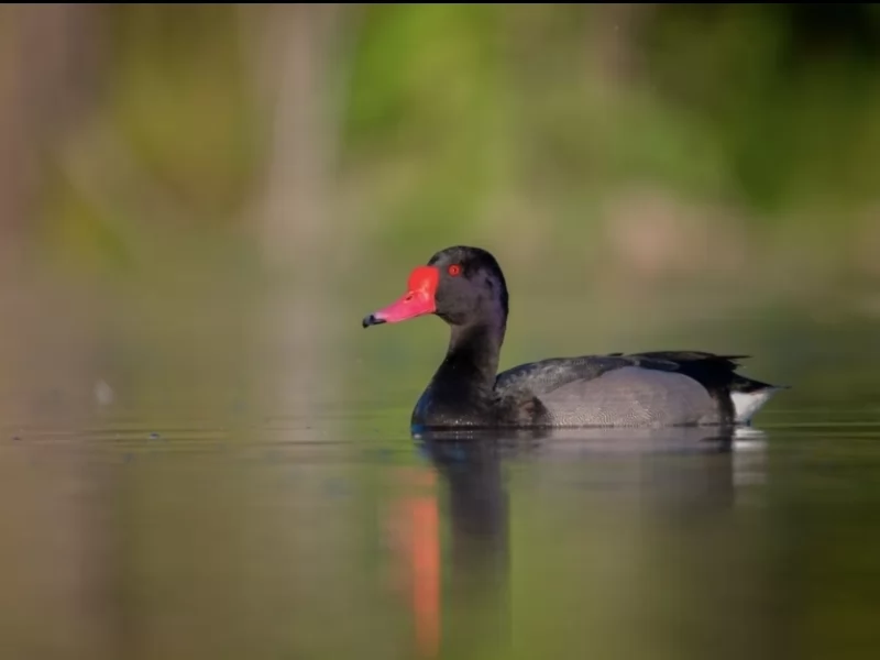 Rosy-billed Pochard