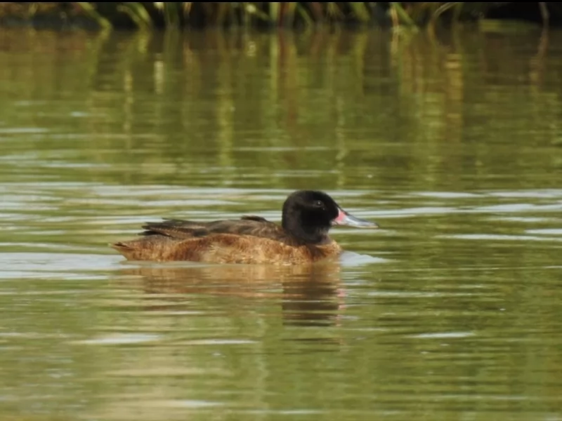 Black-headed Duck