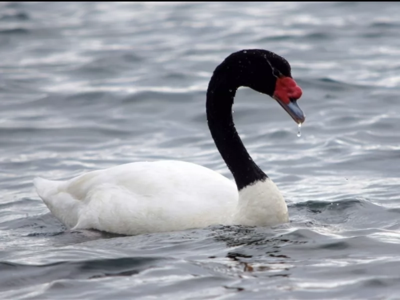 Black-necked Swan