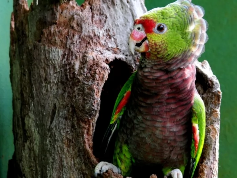 Vinaceous-breasted Parrot