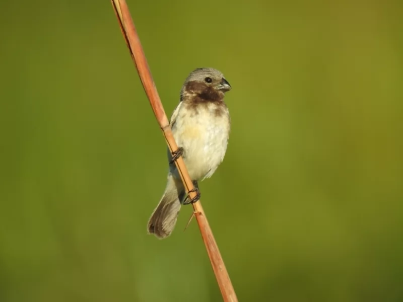 Ibera Seedeater