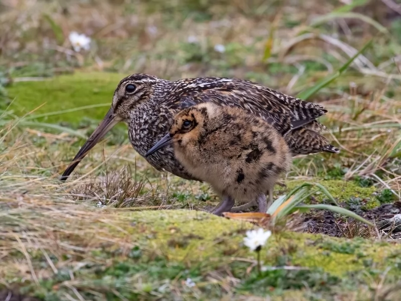 Fuegian Snipe