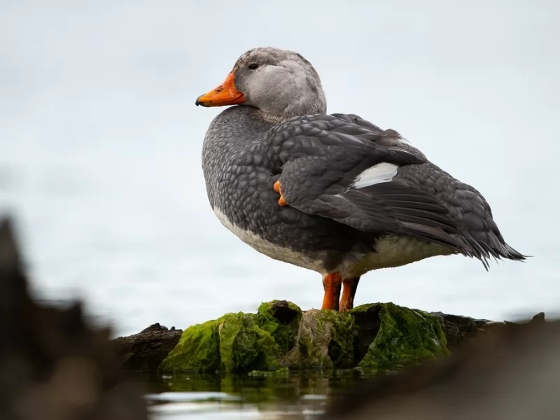 Flightless Steamer-Duck