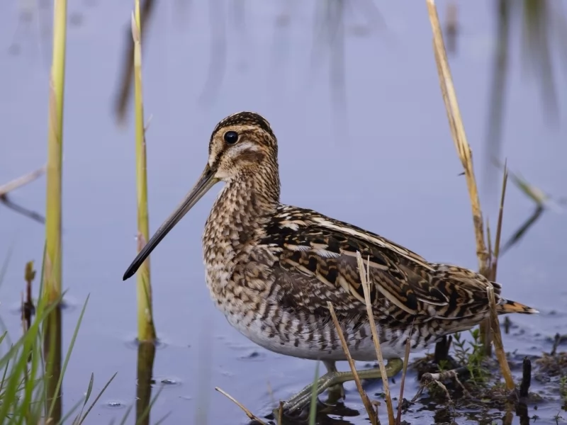 Fuegian Snipe