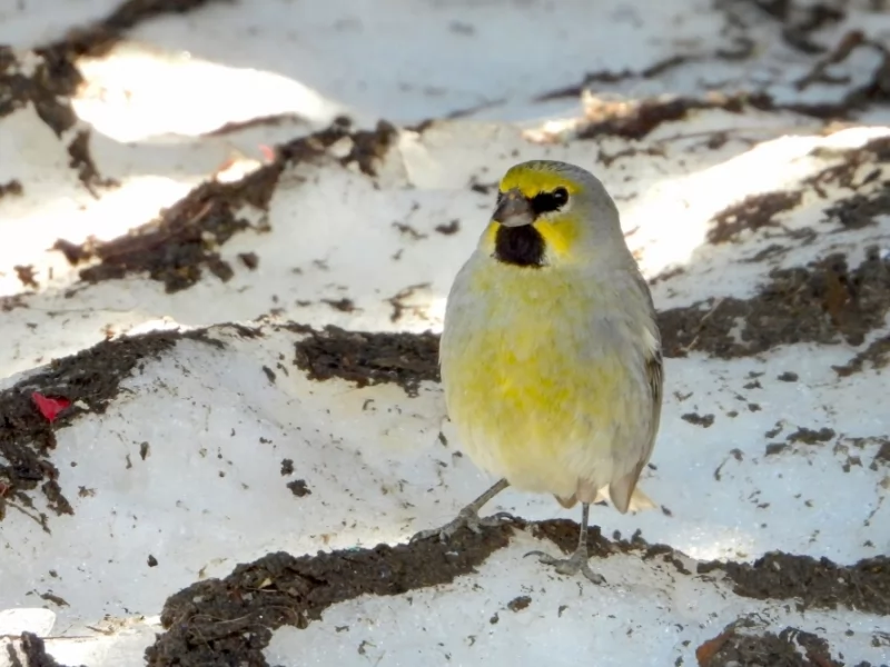 Yellow-bridled Finch