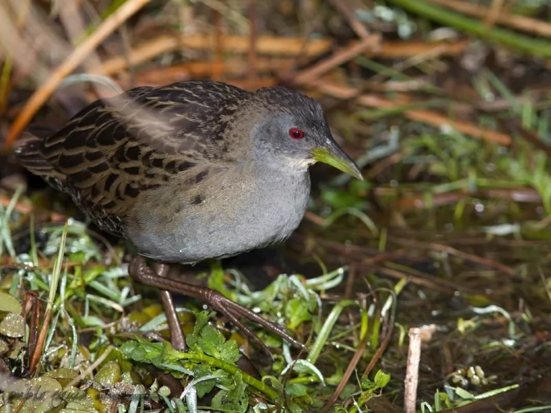 Ash-throated Crake