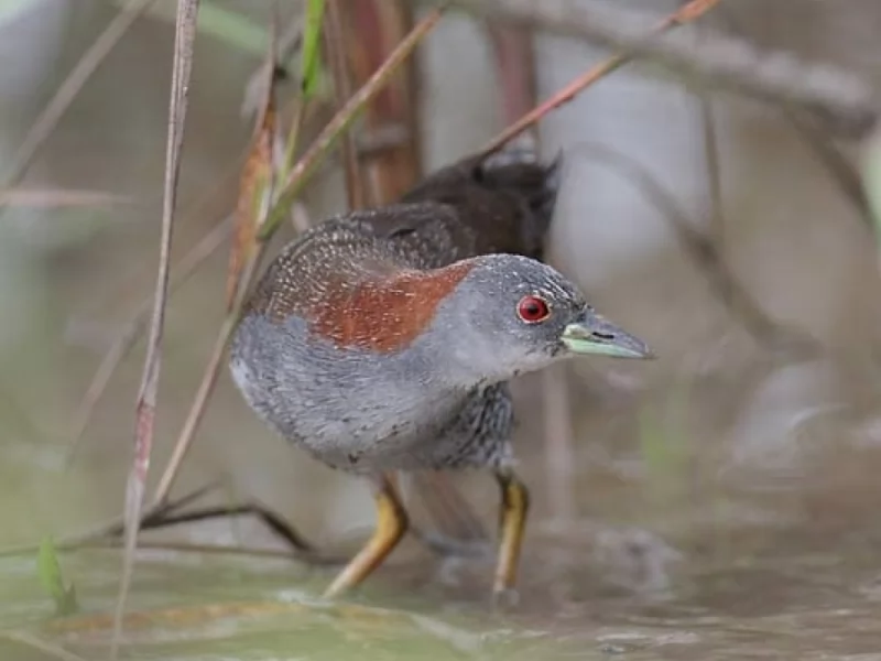 Gray-breasted Crake 