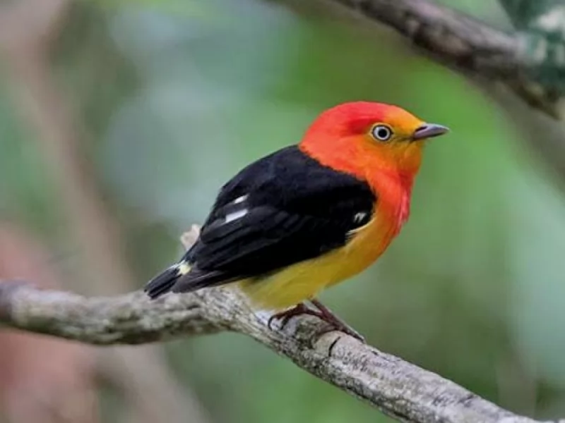 Band-tailed Manakin
