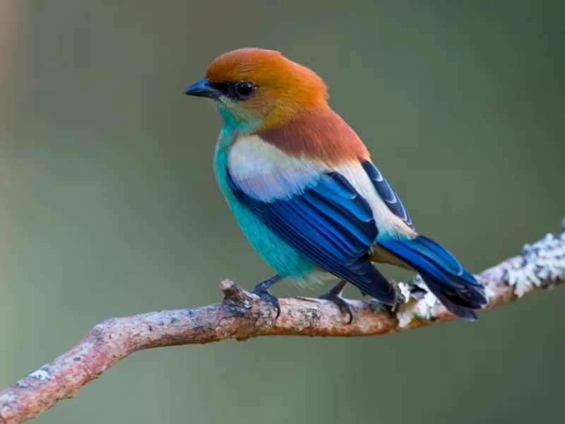 Chestnut-backed Tanager 