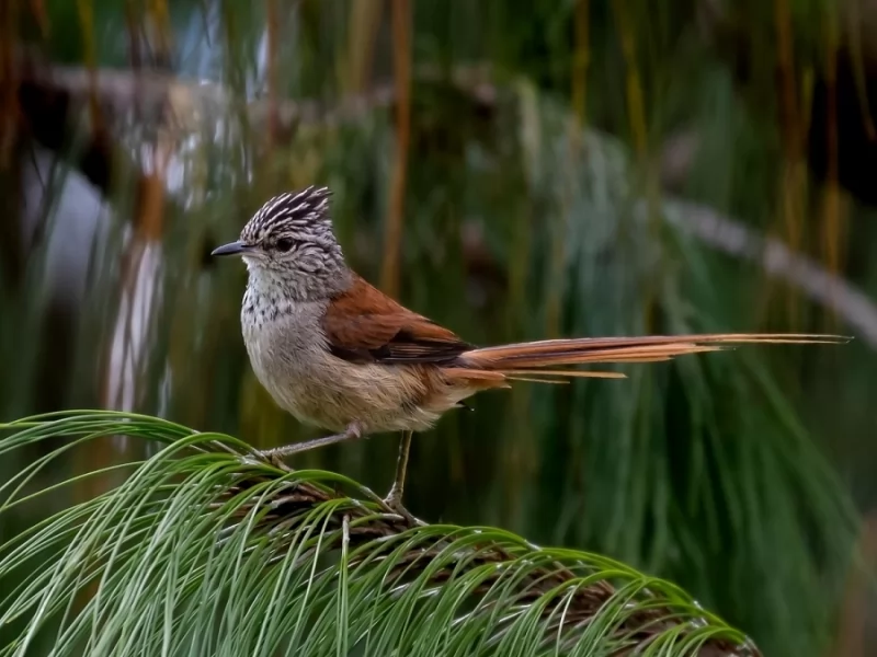 Araucaria Tit-Spinetail