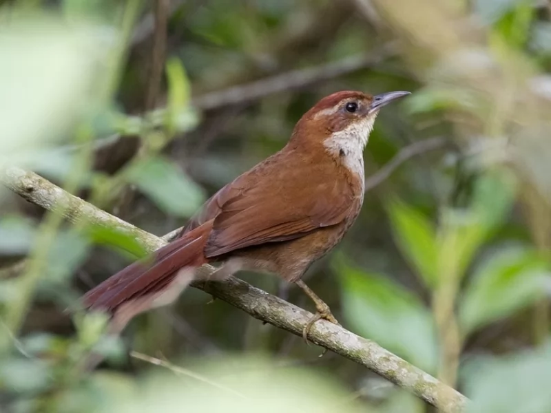 Canebrake Groundcreeper 