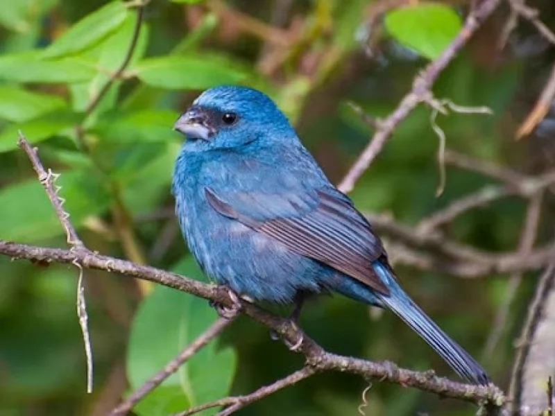 Glaucous-blue Grosbeak 