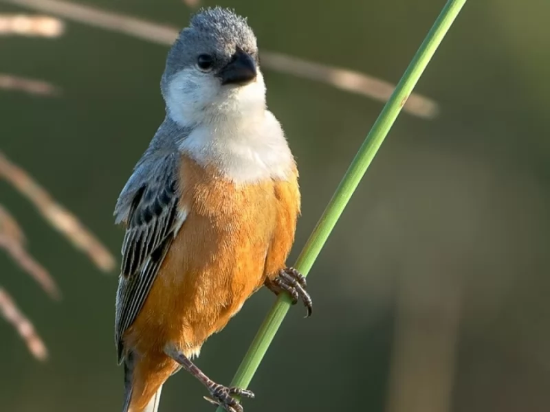 Marsh Seedeater 
