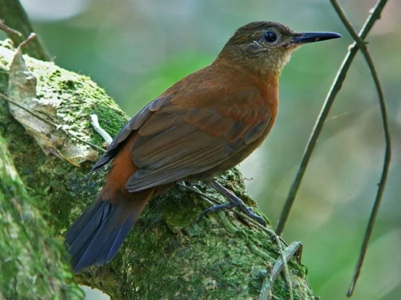 Rufous-breasted Leaftosser