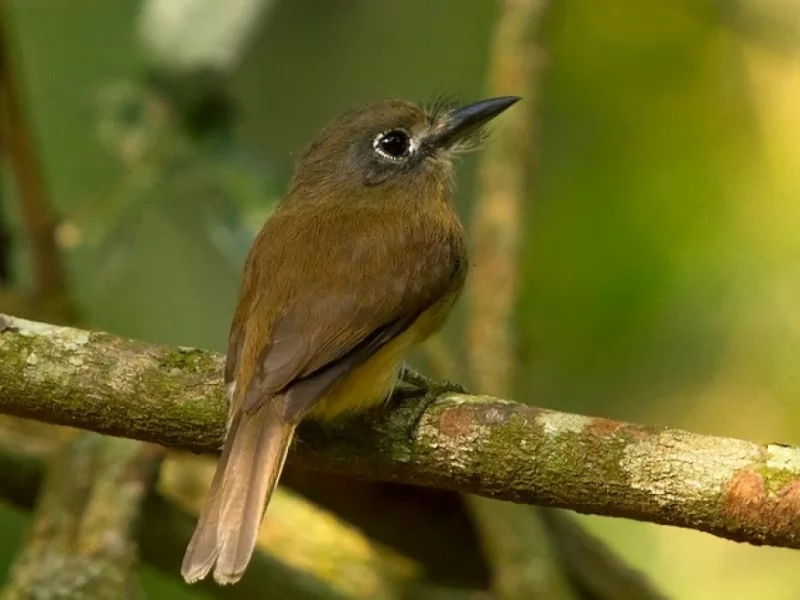 Rusty-breasted Nunlet 