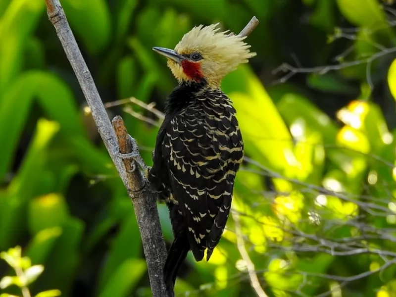 Pale-crested Woodpecker
