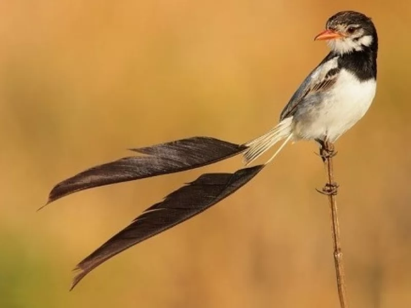 Strange-tailed Tyrant 
