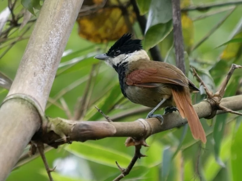 White-bearded Antshrike 