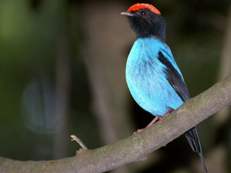 Swallow-tailed Manakin