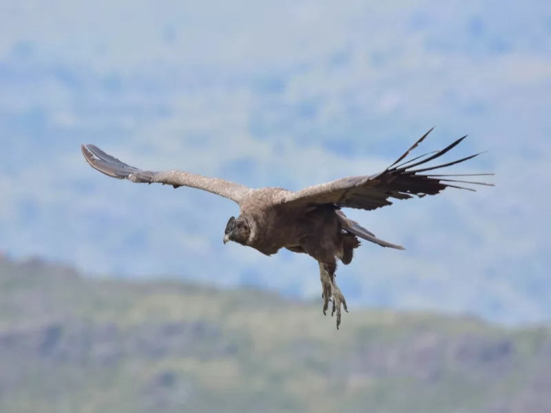 PAMPA DE ACHALA - BIRDS PICTURES